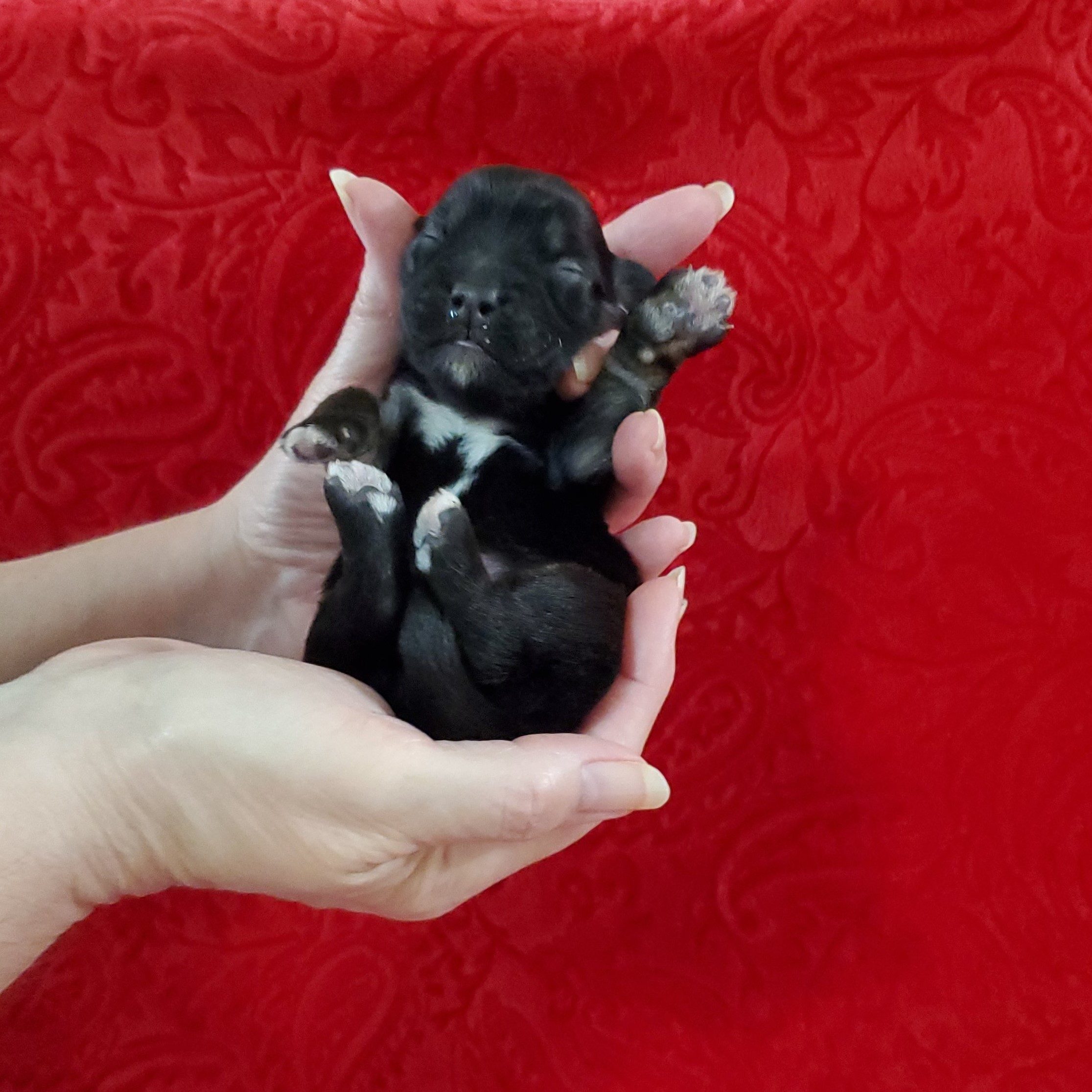 He is all black, with a few white toes.