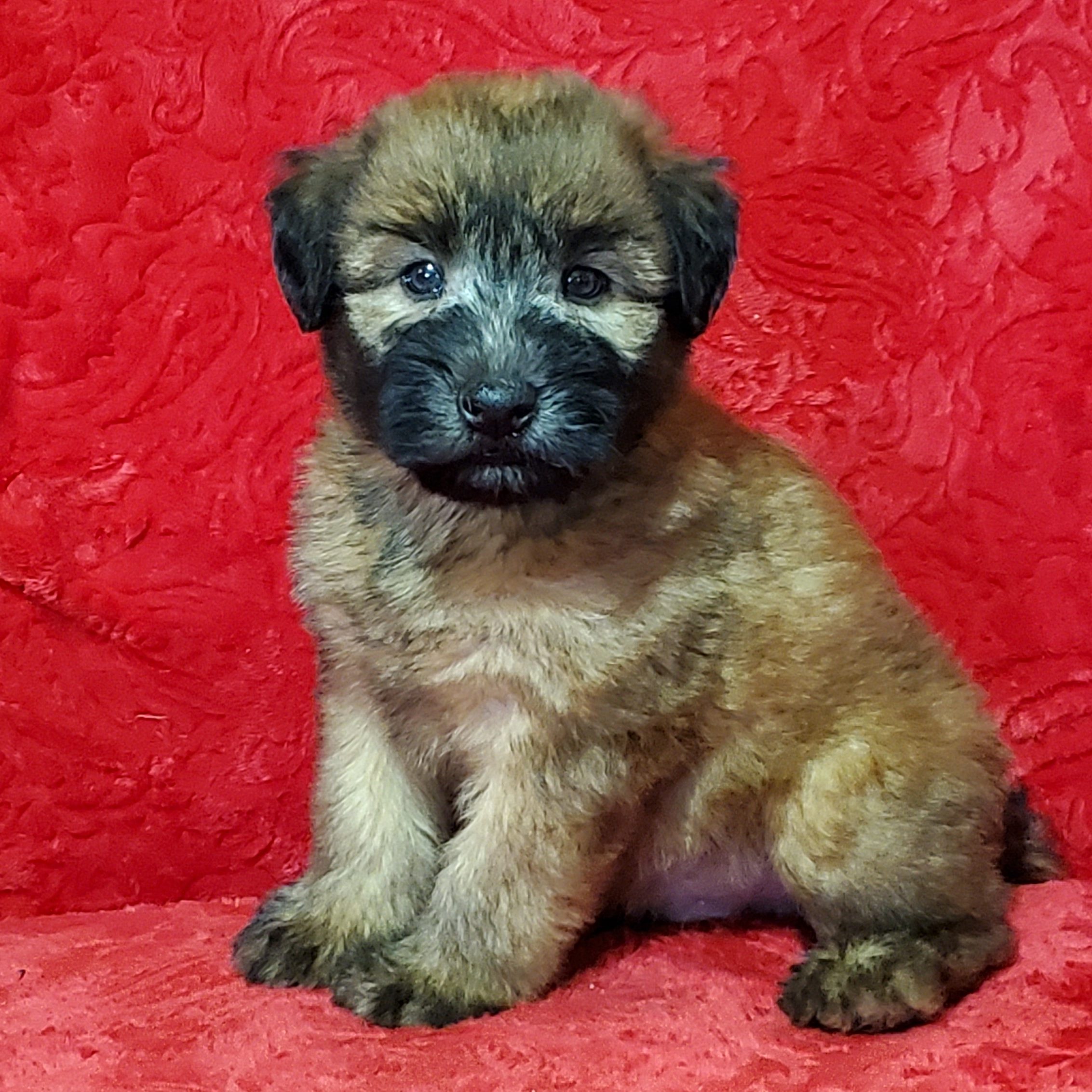Puppy from previous litter